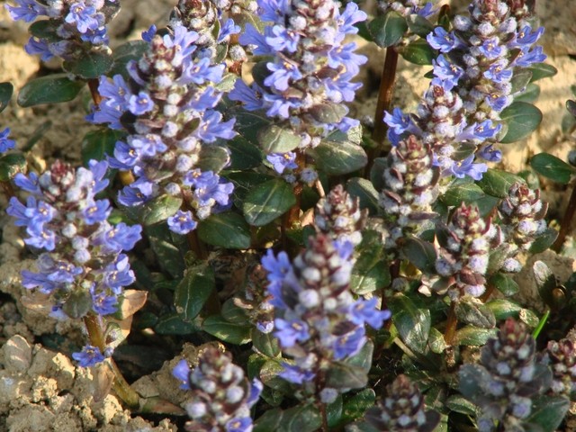 ajuga reptans